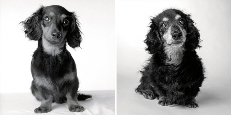 Illustration for article titled A Beautiful Photo Project: The Passage Of Time Through Dogs